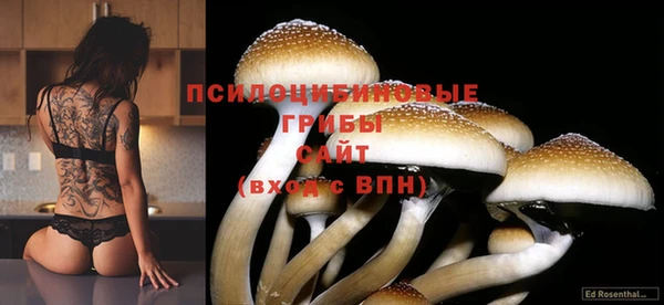 крисы Новокубанск